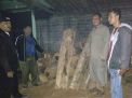 Disergap saat Pengangkutan, Puluhan Gelondong Kayu Jati Disita