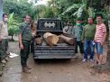 Simpan Kayu Jati Ilegal, Rumah Warga di Banyuwangi Digerebek