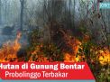 Video: Hutan di Gunung Bentar Probolinggo Terbakar