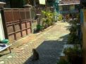 Kampung di Kota Probolinggo ini Diteror Kera Liar