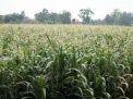 Hama Tikus Rusak Perkebunan Jagung di Ponorogo
