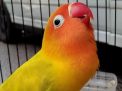 Gairah Peternak Love Bird Pasuruan di Tengah Anjloknya Harga Pasaran