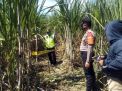 Mayat Telanjang di Ladang Tebu Gegerkan Warga Sidoarjo