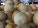 Rock Melon asal Blitar Jadi Favorit Pelanggan PIOS