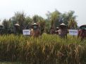 Panen Raya Padi Hasil Kampung Tangguh Semeru di Mojokerto