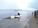 Paus Pembunuh Mati Terdampar di Pantai Bangsring, Banyuwangi