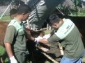 Tidak Hanya Warga, Hewan Ternak Korban Banjir Juga Ditangani