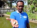 Petani Ikan Hias Tulungagung Merugi akibat Cuaca Dingin