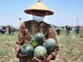 Dapat Harga yang Bagus, Petani Gresik Ingin Pasok Hasil Panen Semangka ke PIOS