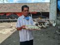 Wabah Virus Corona Bikin Peternak Bebek Petelur di Ponorogo Menjerit
