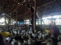 Giliran Peternak Ayam Potong di Mojokerto Menjerit