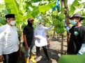 Pacu Pendapatan Petani, Banyuwangi Genjot Pengembangan Pisang Cavendish