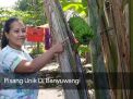 Video: Pisang Unik Dari Banyuwangi
