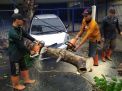 Pohon di Surabaya Bertumbangan akibat Hujan Angin