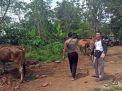 6 Ekor Sapi Hasil Curian dari Jombang Ditemukan di Probolinggo