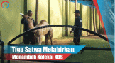 Video: Tiga Satwa Melahirkan, Menambah Koleksi KBS