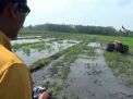 Traktor 'Hantu', Inovasi Petani Pasuruan Bajak Sawah dengan Remote Control