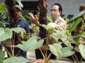 Pemkot Dampingi Petani di Batu Ekspor Tanaman Hias