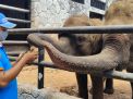 Sederet Strategi Maharani Zoo Lamongan untuk Dongkrak Jumlah Pengunjung
