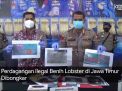 Video: Perdagangan Ilegal Benih Lobster di Jawa Timur Dibongkar