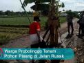 Video: Warga Probolinggo Tanam Pohon Pisang di Jalan Rusak