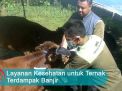 Video: Layanan Kesehatan untuk Ternak Terdampak Banjir