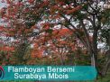 Video: Flamboyan Bersemi, Surabaya Mbois