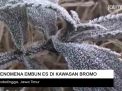 Video: Fenomena Embun Es di Kawasan Bromo