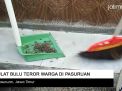 Video: Ulat Bulu Teror Warga Desa di Pasuruan