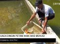 Video: Cuaca Dingin, Petani Ikan Hias Merugi