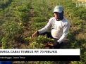 Video: Harga Cabai di Probolinggo Tembus Rp 70 Ribu/Kg