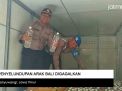 Video: Penyelundupan Arak Bali Digagalkan