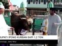 Video: Bupati Ipong Kurban Sapi 1,2 Ton