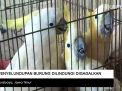 Video: Penyelundupan Burung Dilindungi Digagalkan