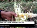 Video: Kera Liar Rusak Tanaman Jagung di Ponorogo