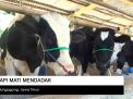 Video: Sapi Mati Mendadak Resahkan Peternak 