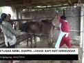 Video: Petugas Ambil Sampel Lokasi Sapi Mati Mendadak