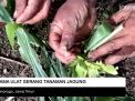 Video: Tanaman Jagung di Ponorogo Diserang  Hama Ulat
