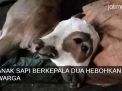 Video: Anak Sapi Berkepala Dua Hebohkan Warga Probolinggo