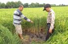 Petani di Ngawi Ditemukan Tewas dengan Kepala Terbenam Lumpur Sawah