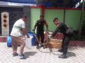 Ular Piton Tiga Meter Ditemukan di Undaan Kulon Surabaya