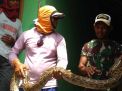 BKSDA Minta Ular Piton yang Ditangkap Warga di Probolinggo Diserahkan