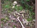 Geger! Warga Temukan Tengkorak dan Tulang Manusia di Lahan Perhutani