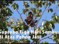 Video: Suprobo Tiga Hari Sembunyi di Atas Pohon Jati