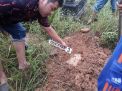 Hamil, Melahirkan, Pelajar ini Nekat Kubur Bayinya