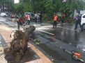 Hujan Angin di Surabaya, Pohon Trembesi Tumbang