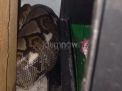 Warga Wonokromo Kaget Temukan Ular Phyton Menyusup di Rumahnya