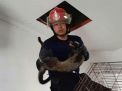 Petugas Damkar pun Evakuasi Luwak yang Terjebak di Atap Rumah 