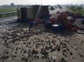 Ban Meletus, Truk Bermuatan Bekicot Terguling di Tol Jombang