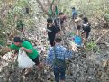 Aksi Tanam 5 Ribu Bibit Bakau di Ekowisata Mangrove Wonorejo Surabaya